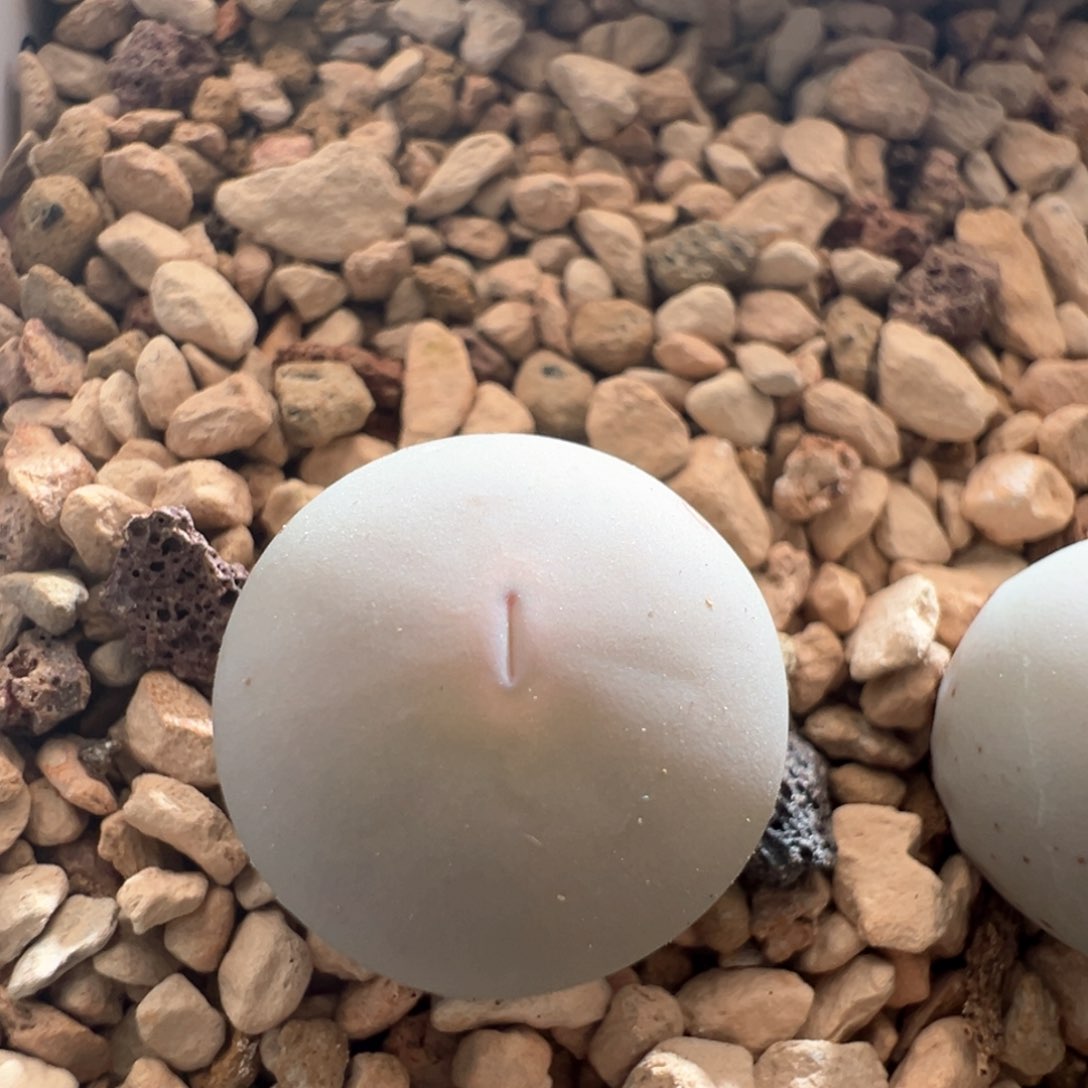 612. 青蛙优选434 v嘴。大尺寸1.5厘米