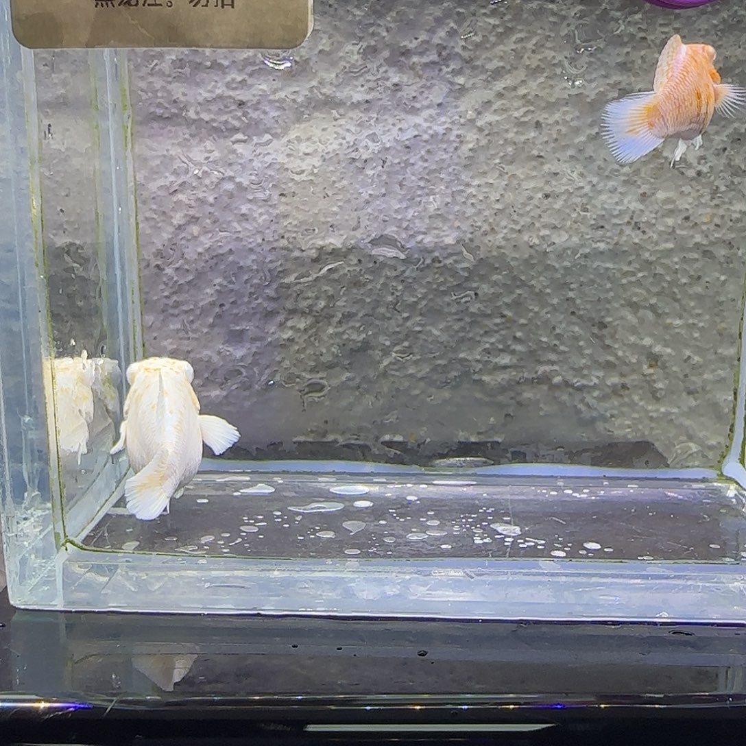 孔雀鱼樱花粉钻。93号