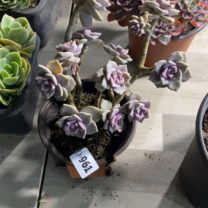小***美961紫乐多肉植物多肉
