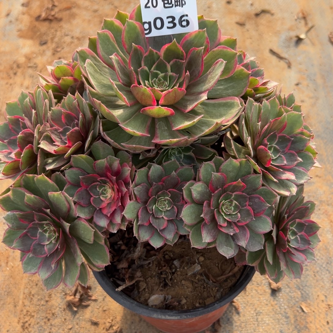 036粉花妖，满20包邮嘟叮熊