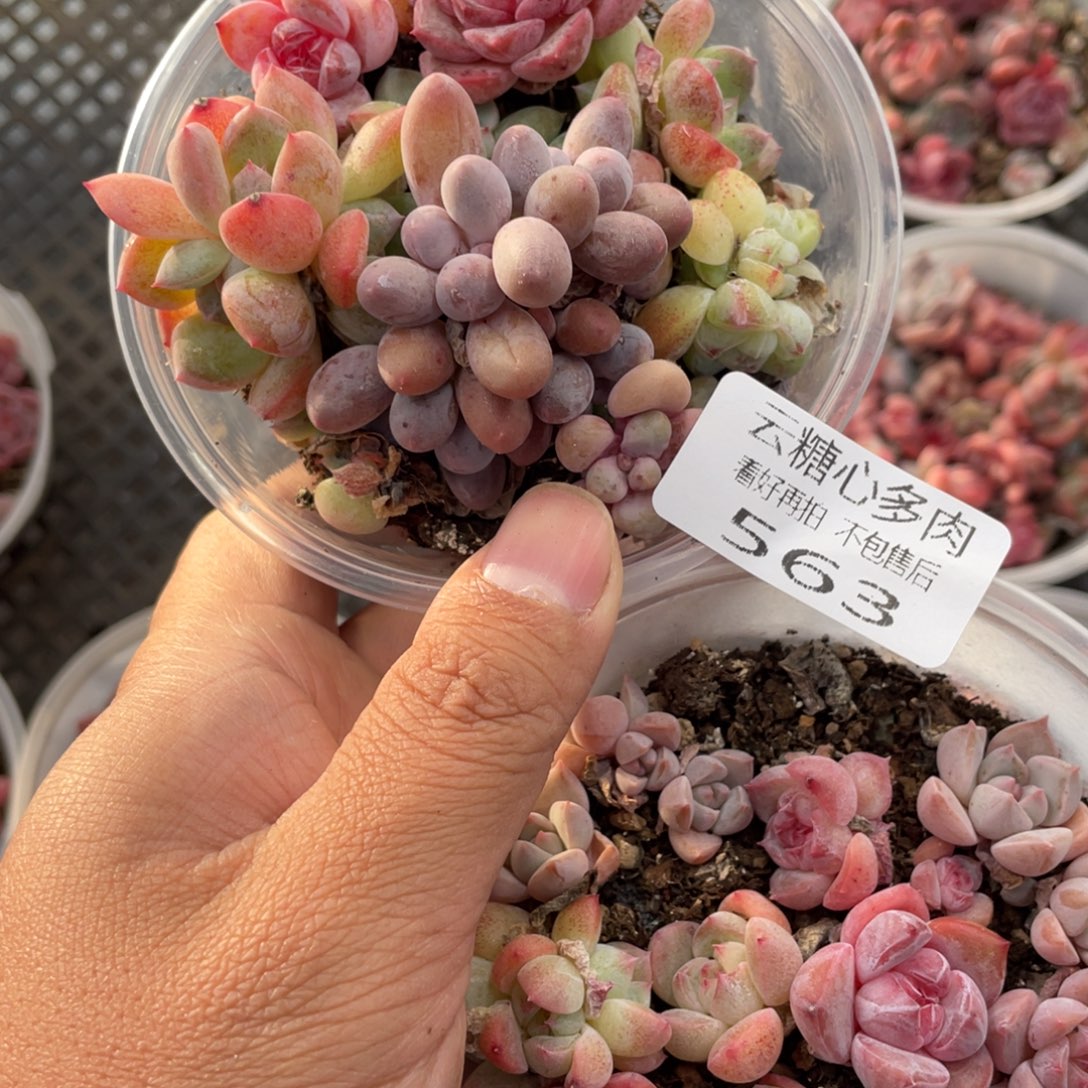 二***赵云糖心多肉植物563