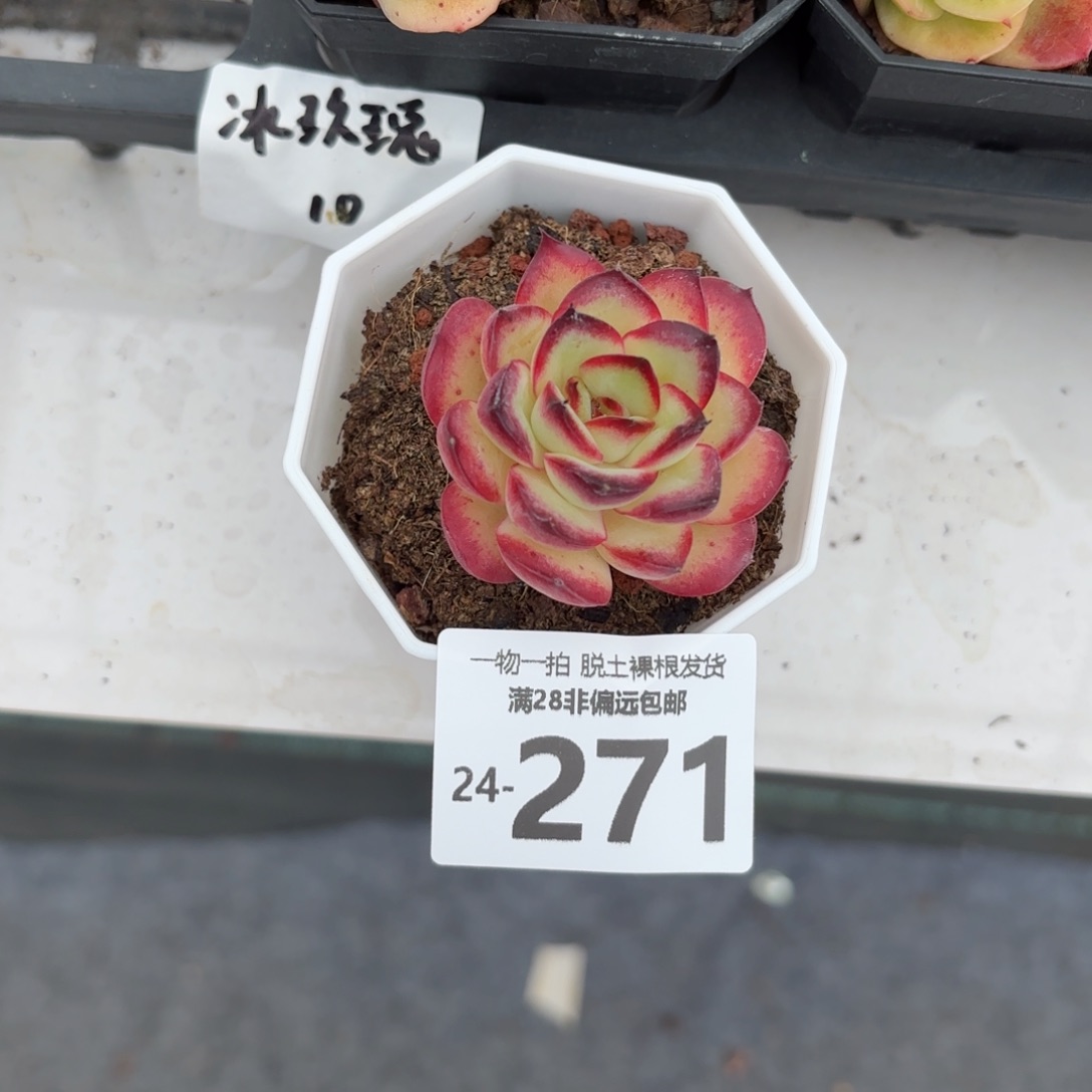 肉酱玫瑰单头多肉多肉