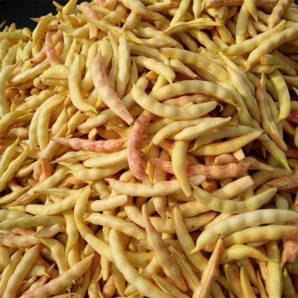 东北小园头茬黄金勾豆角4.5斤顺丰包邮