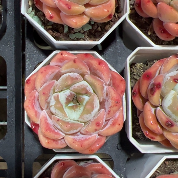 晴**宝新疆包邮 单头厚梦