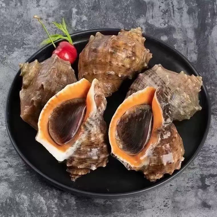 东港海螺 鲜活发货  有紫粘液臭味正常 介意勿拍 四斤顺丰包邮