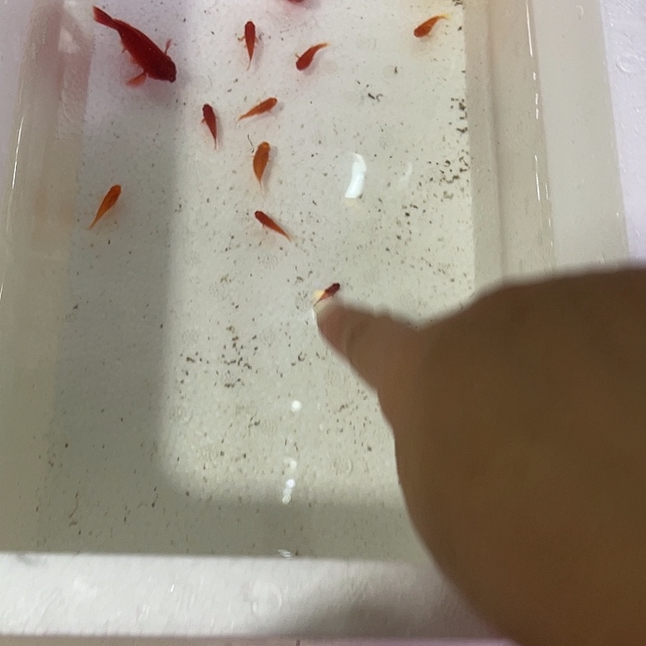 中国大陆红箭球鱼苗11 肚2条
