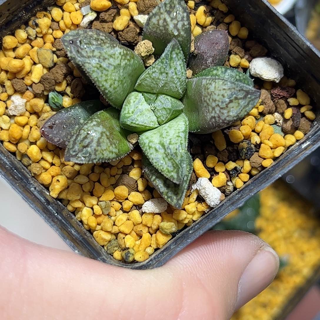 实生寿十二卷多肉植物满