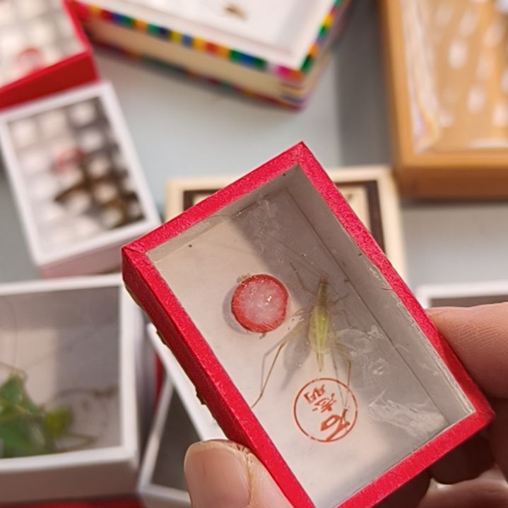 一条50石杂青拍二发三