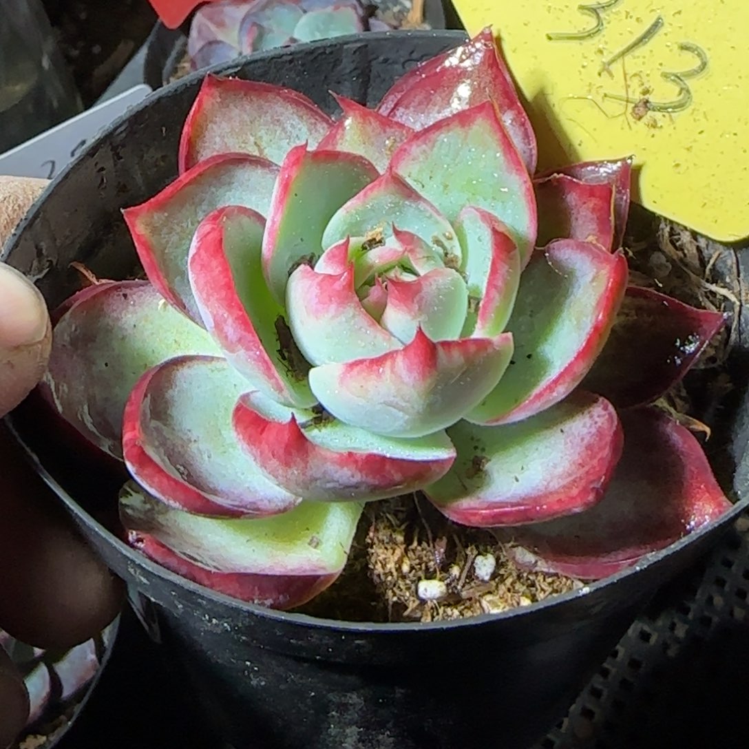 惊鸿一物一拍包装收缩花旱313