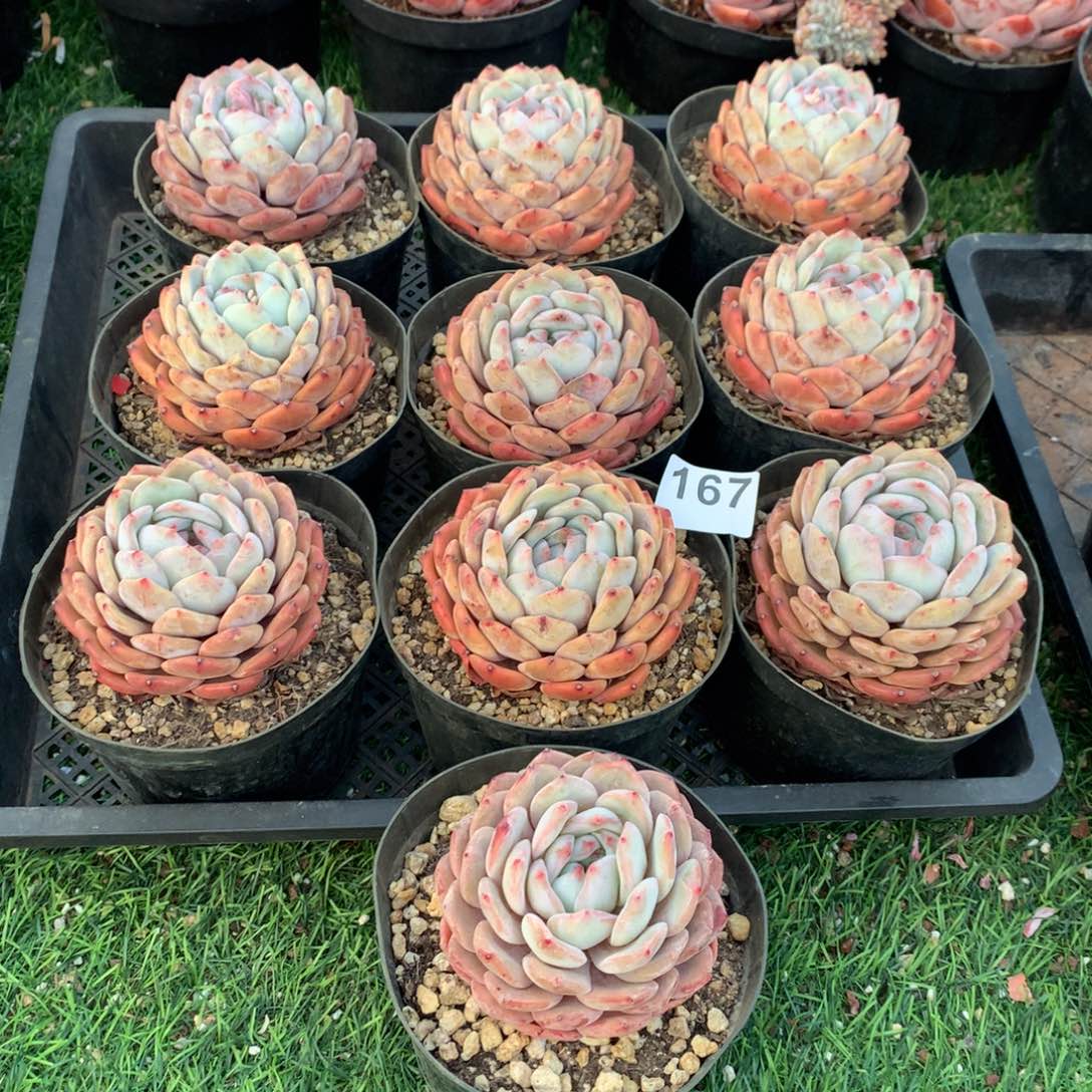 167橙子多肉植物组合