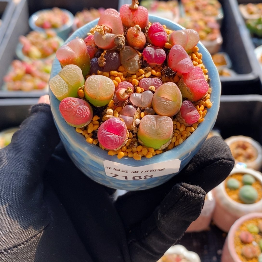 7188--一物一拍 带盆