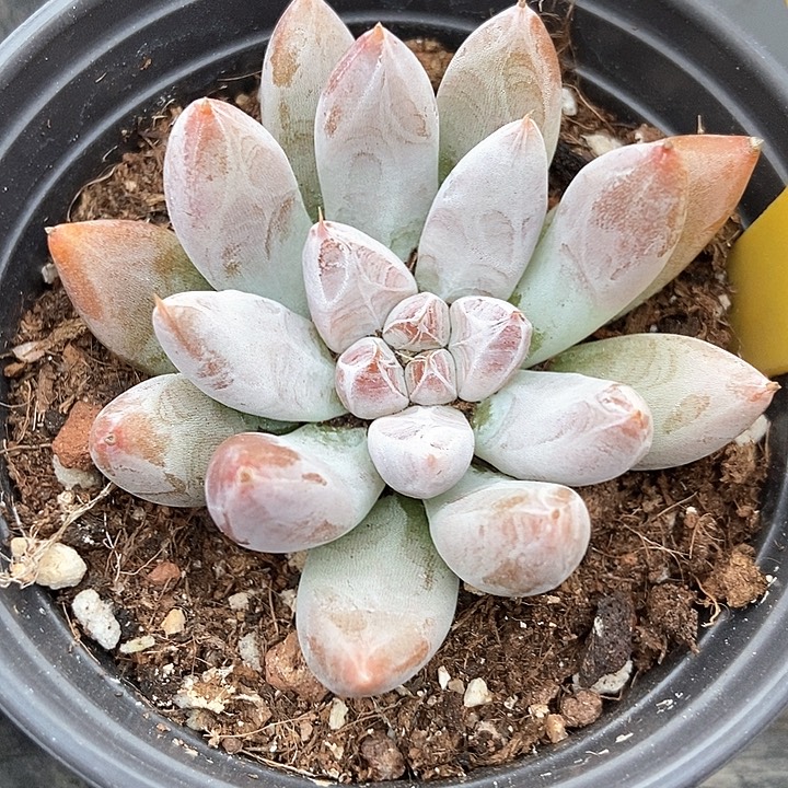 多肉植物杜里万821多肉