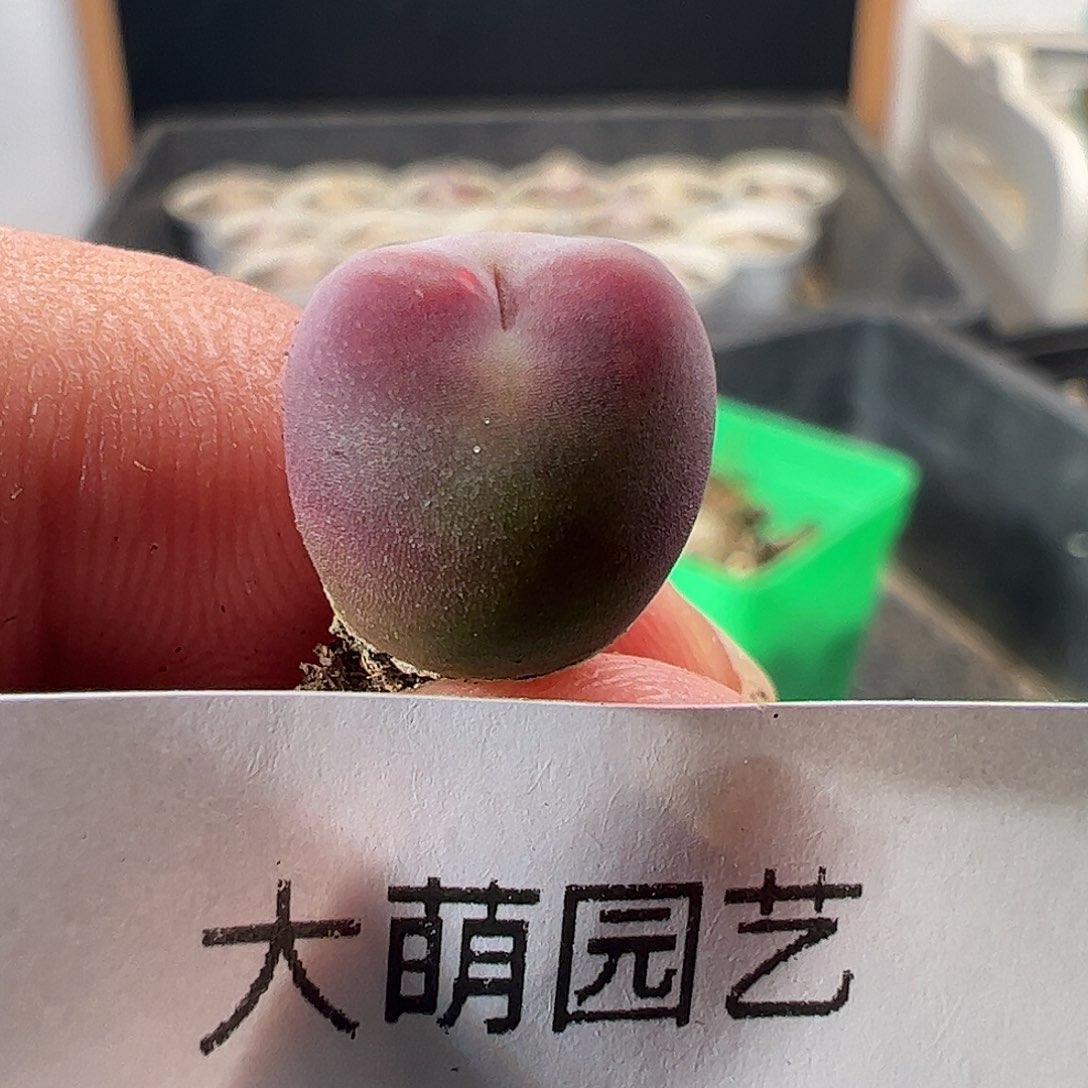 一物一拍杂交桃心。   231