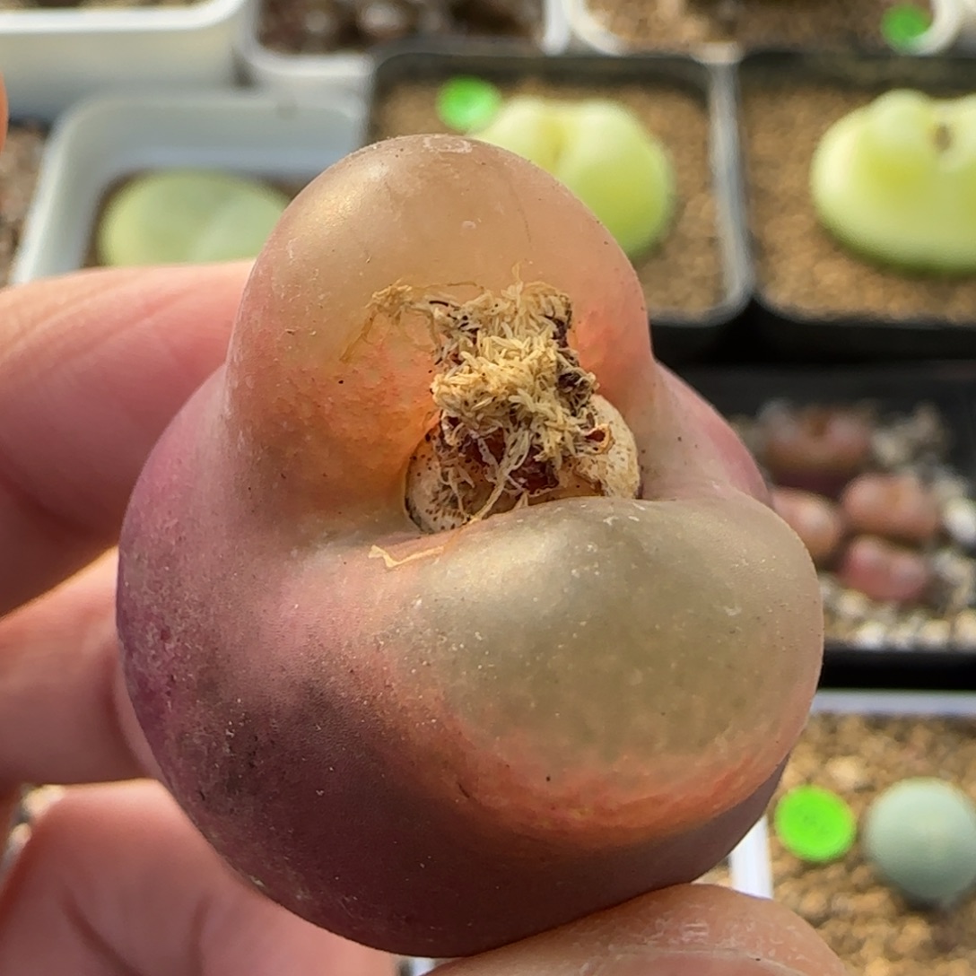 兔耳朵3.1有疤多肉355