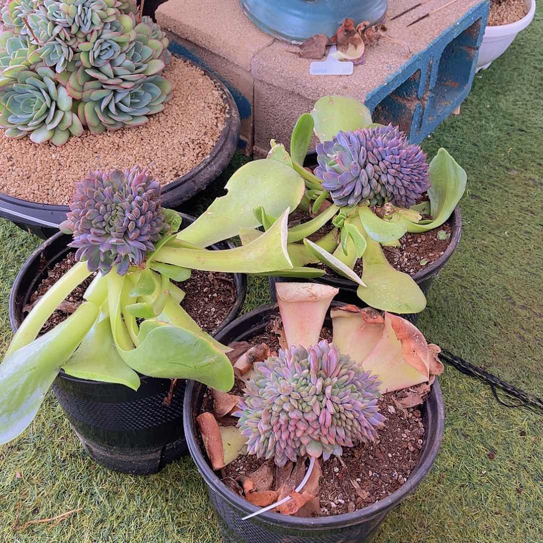 ㊗️**多肉黑曼巴缀三颗栋姐