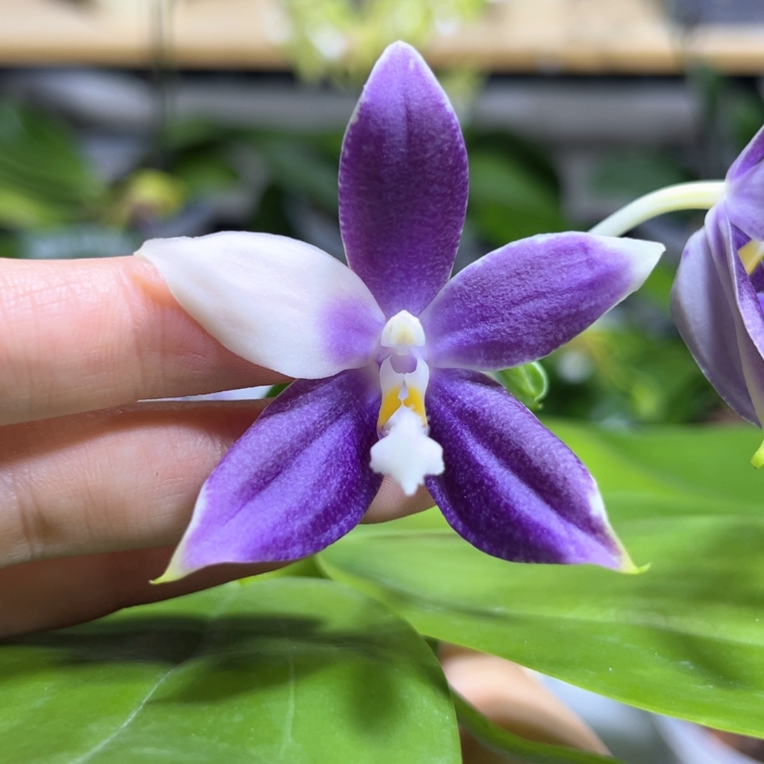 完全开放2.5寸yc45开花株