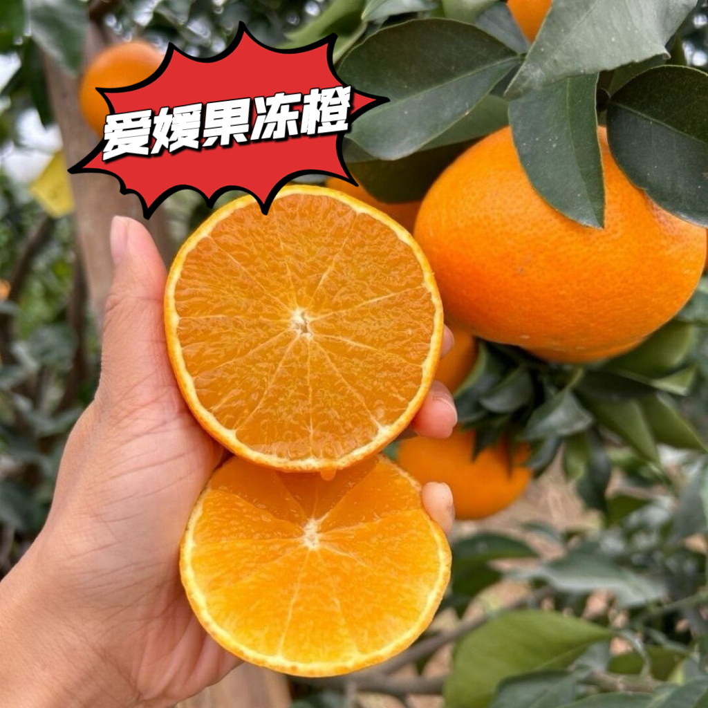正宗四川爱媛38号果冻橙新鲜采摘果园直发新鲜应季