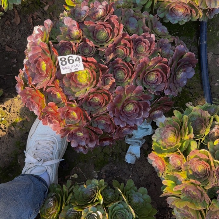 黑魔 27-41包邮花花