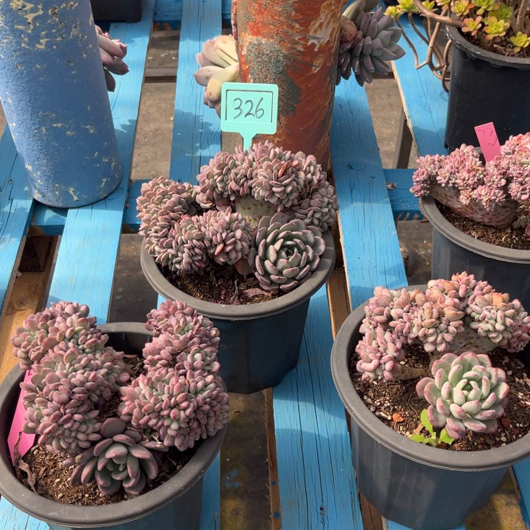 小雨多肉一物一拍玛瑙缀化