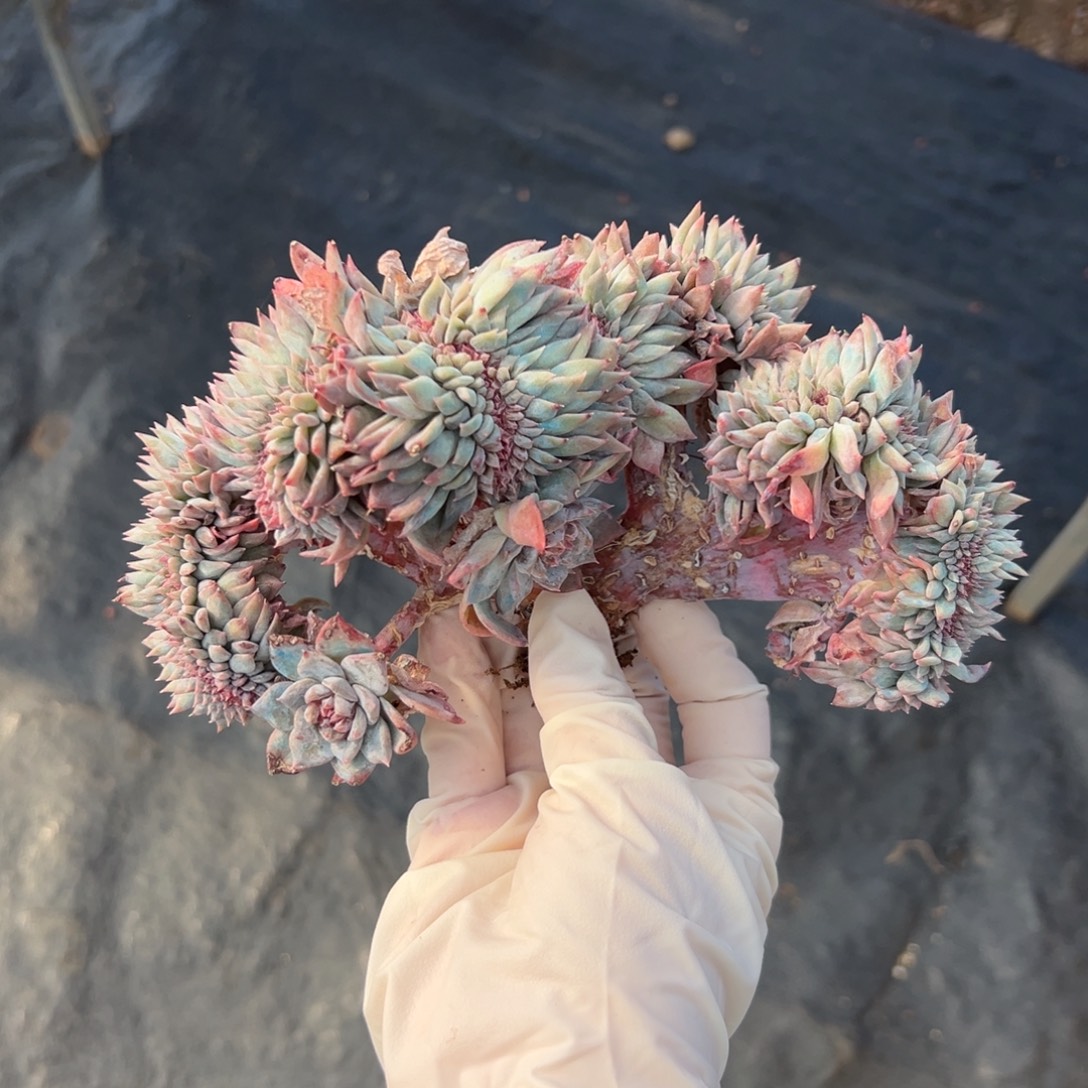 新年快乐 1300的品相 新年快乐