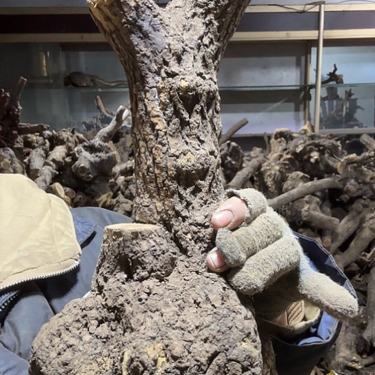 香榧木一****龙火琉璃的故事毛料摆件