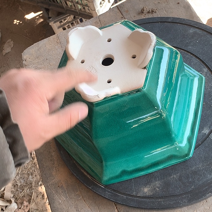 紫砂我要不明天要回家