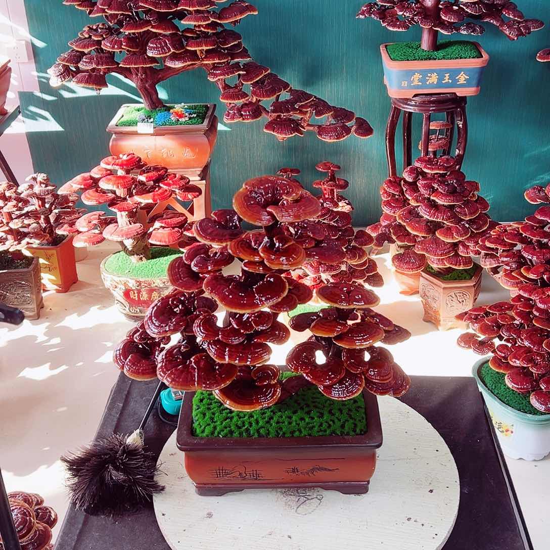 【闪购商品】无花朵