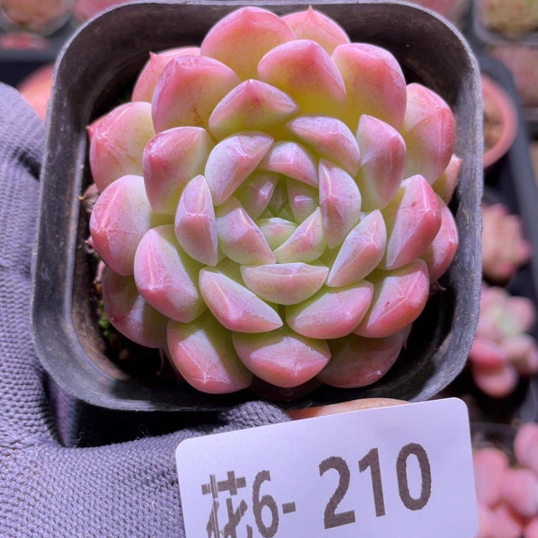 花利美6-210明月心 