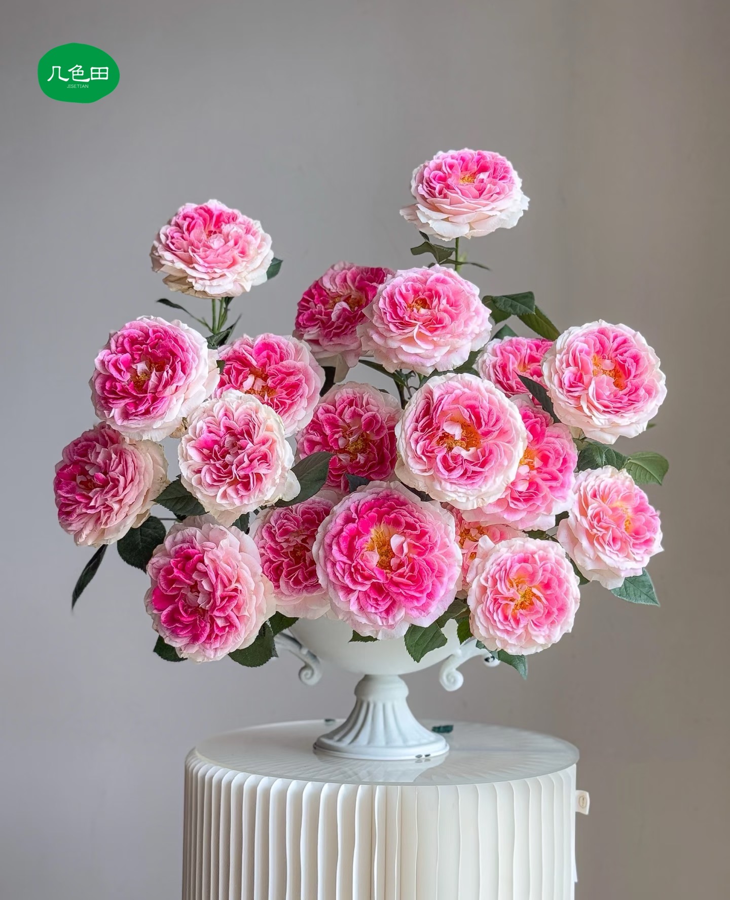 单头假日岛芍药----稀有单头玫瑰云南直发鲜花云南花插花鲜花 