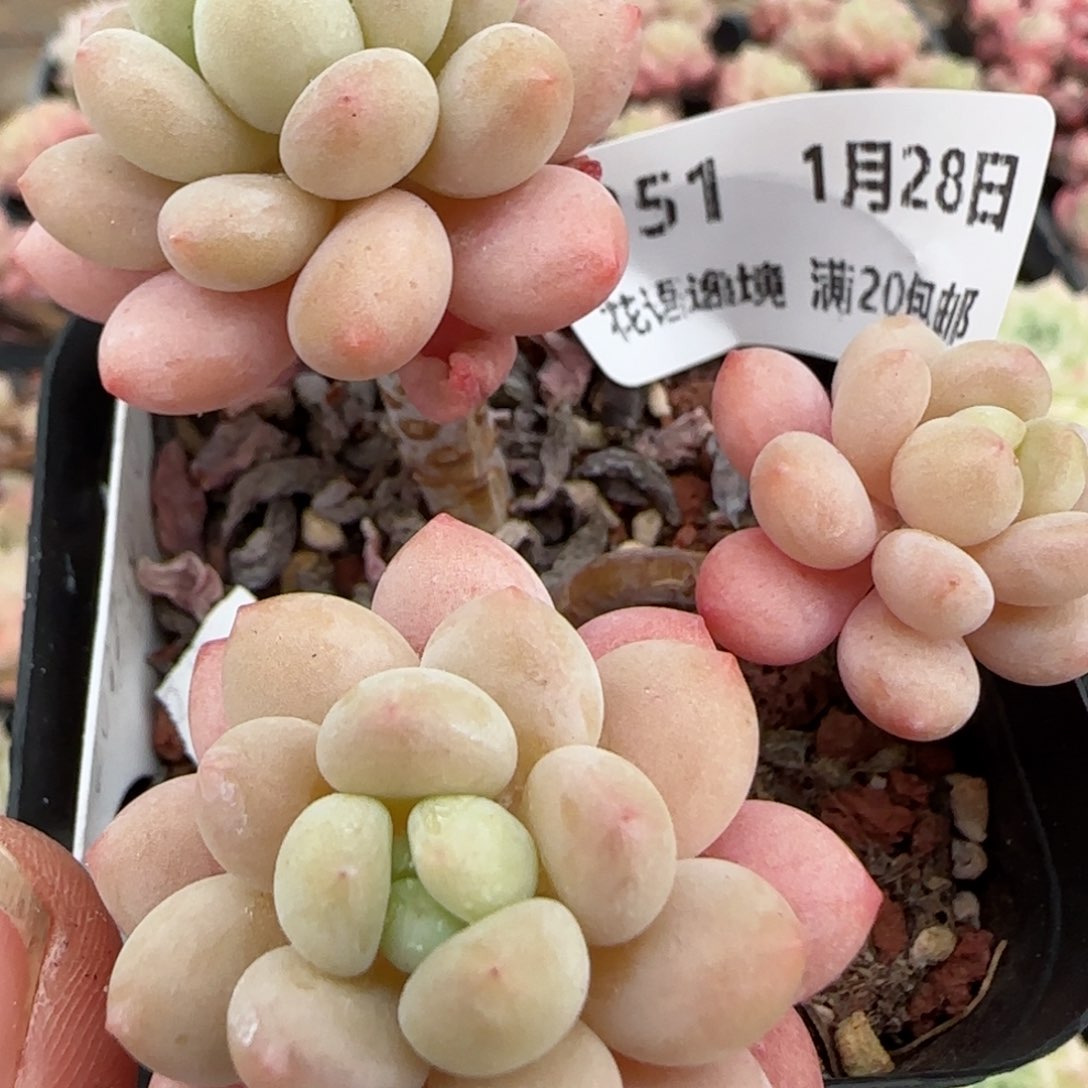 花语逸镜0128-251