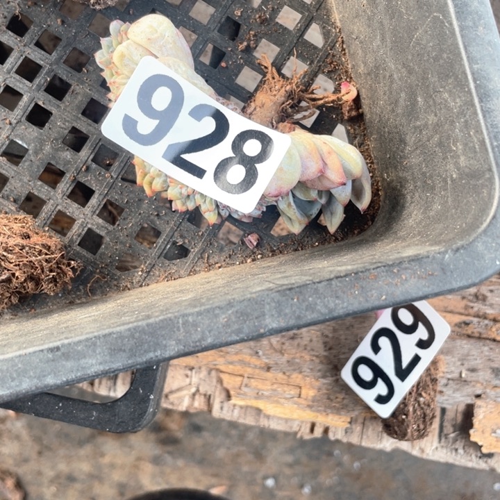 问**多肉植物一物一拍