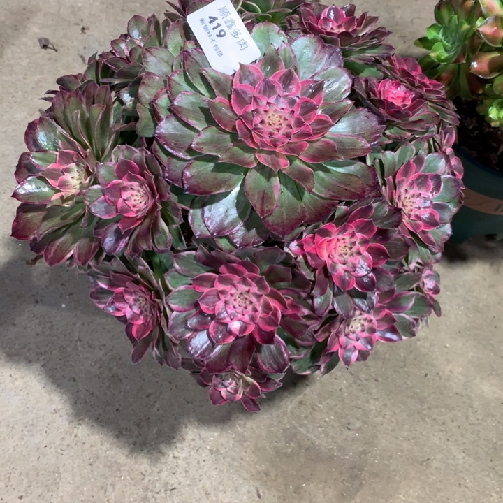 419莲花座多肉植物