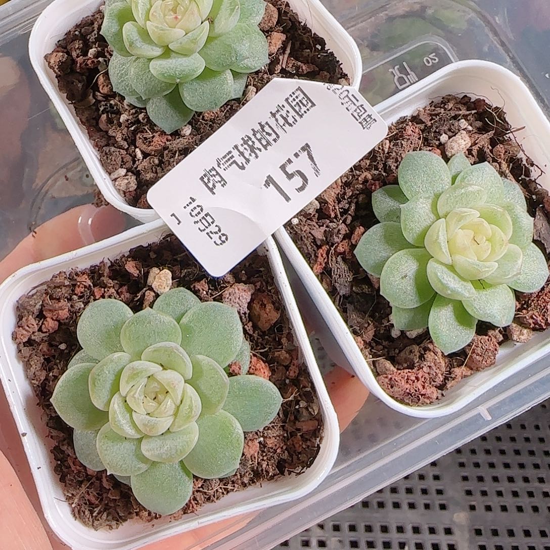 1029-157一物一拍柔情