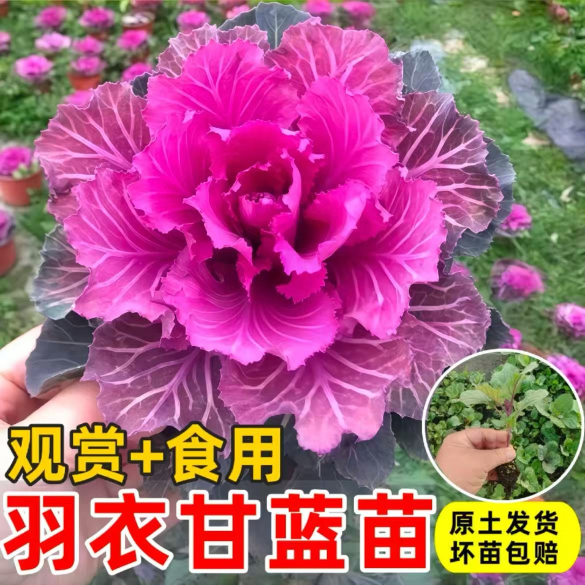 粉羽衣甘蓝苗秧蔬菜秧苗绿紫粉羽叶阳台盆栽大田四季蔬菜苗
