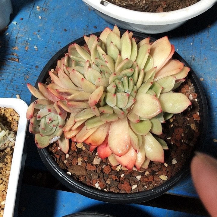 香槟朵朵多肉植物