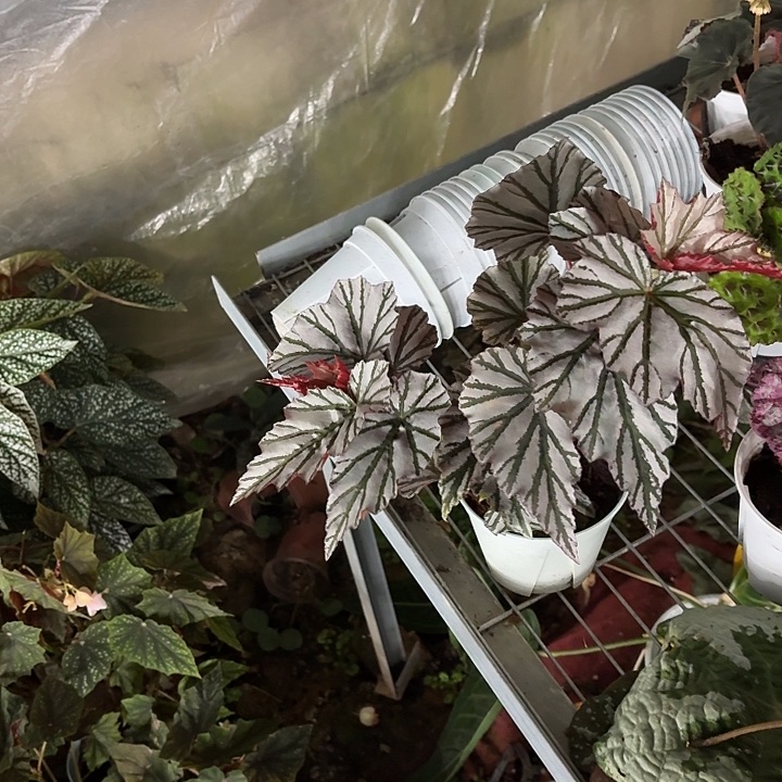 完全开放海威秋海棠