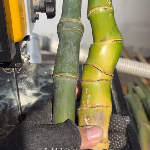 英***色实心竹竹竹竹竹竹竹竹竹竹竹