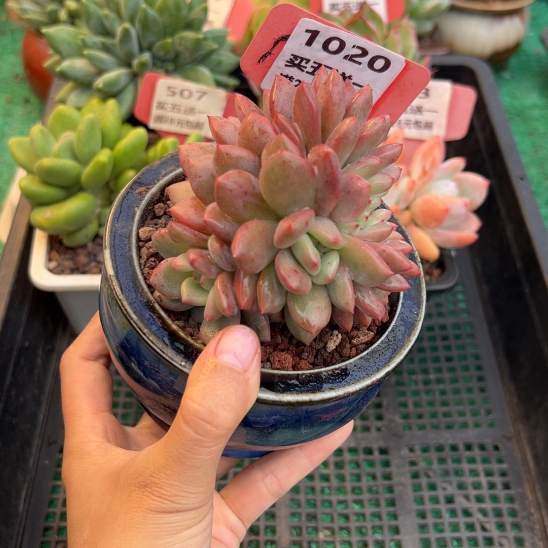 表妹精品多肉植物1020.