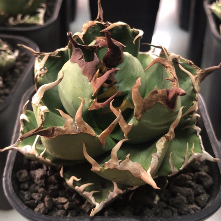 梧***风魔丸仁王冠龙舌兰