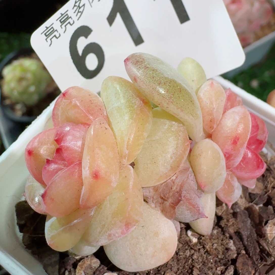 粉桃花珍妮         精品多肉