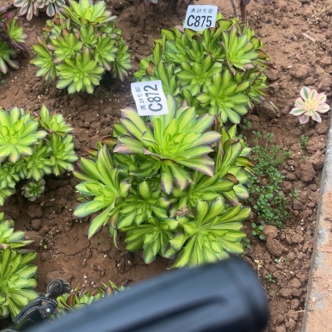 812韶华不包断枝