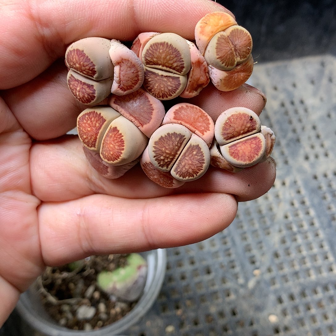 E145多肉植物保护研究所