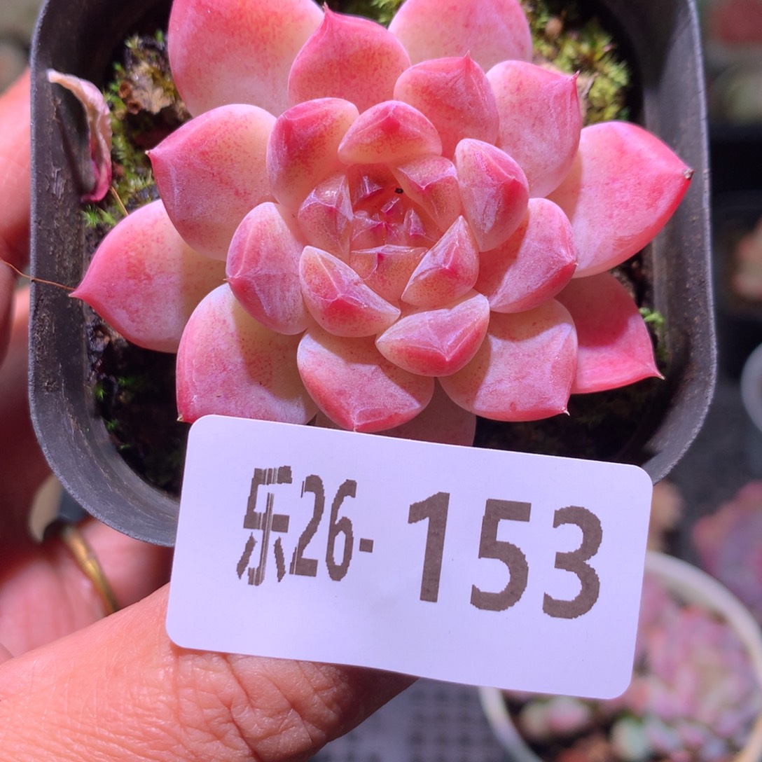 乐然26-153 秘境冰魄 