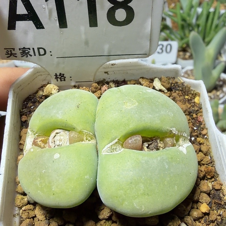 118。多肉植物的生长