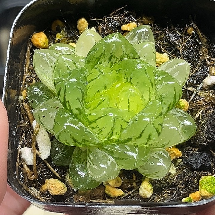 112巨大翠云玉露锦