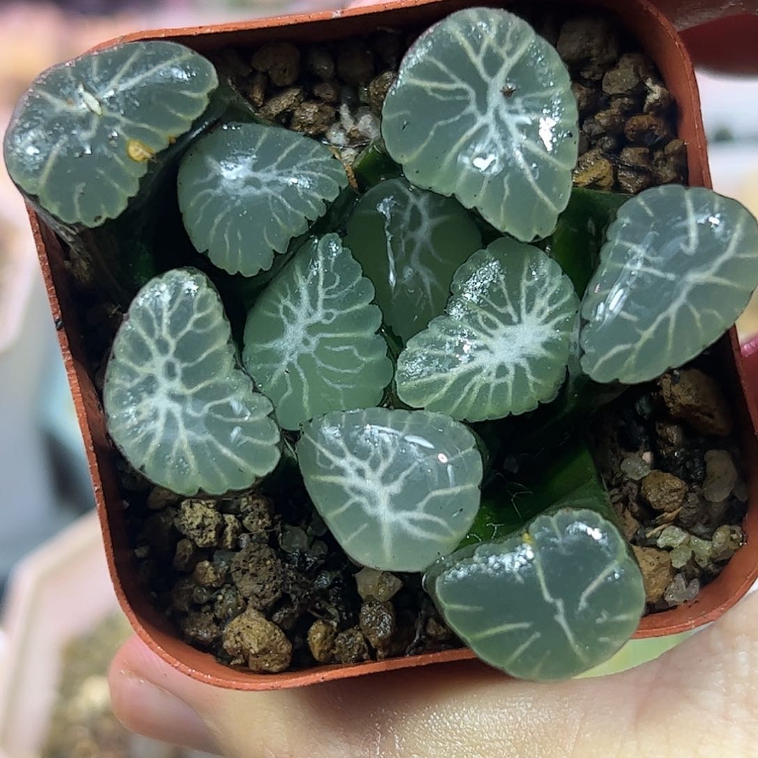 冰雷万象十二卷多肉植物