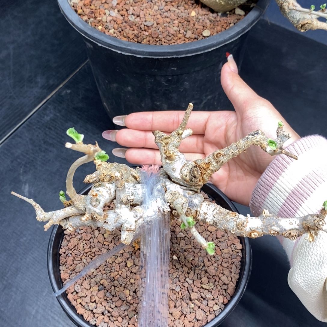 尼勒达乳香产地熟桩带盆