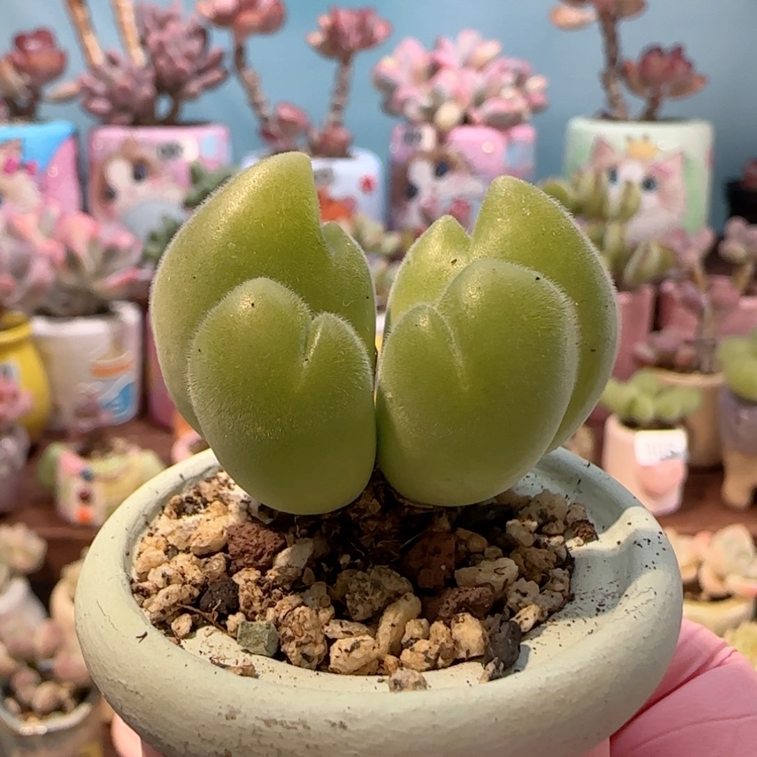 可爱蟹钳 盆口3cm