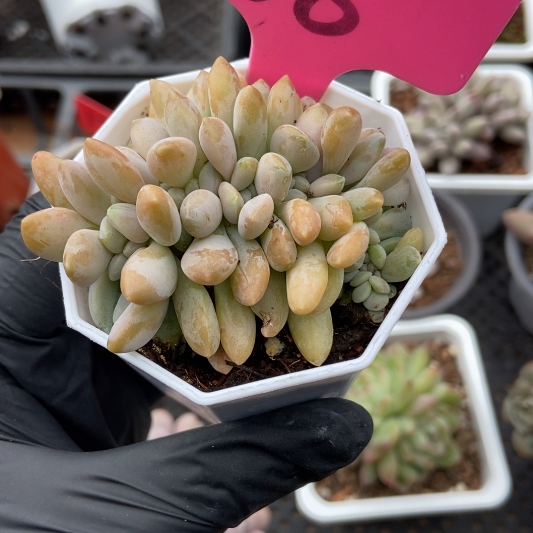 68醉美人缀多肉植物