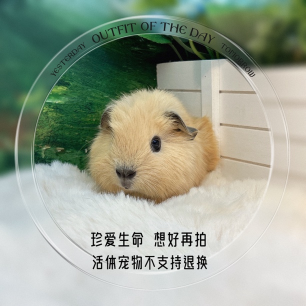 黄加州弟弟 荷兰猪 豚鼠 包邮包风险